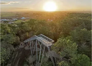 vue aérienne d'une forêt