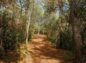chemin en forêt